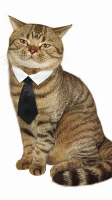Фотография коты Смешные галстуком оригинальные сидя 1080x1920