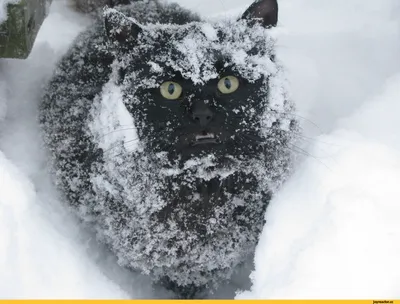замело :: снег :: живность :: зима :: котэ (прикольные картинки с кошками)  / смешные картинки и другие приколы: комиксы, гиф анимация, видео, лучший  интеллектуальный юмор.
