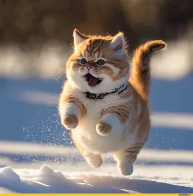 зима :: котэ (прикольные картинки с кошками) / смешные картинки и другие  приколы: комиксы, гиф анимация, видео, лучший интеллектуальный юмор.