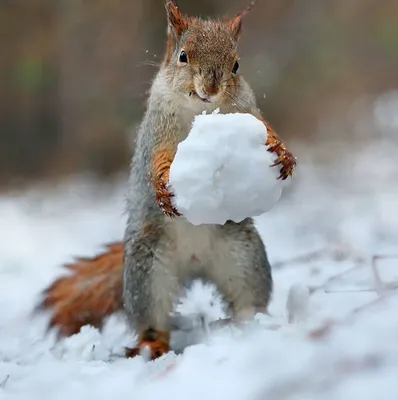 Прикольные картинки про зиму (48 фото) » Юмор, позитив и много смешных  картинок