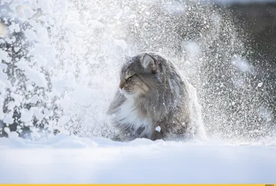 зима :: снег :: норвежский лесной кот :: животные :: кот / смешные картинки  и другие приколы: комиксы, гиф анимация, видео, лучший интеллектуальный  юмор.