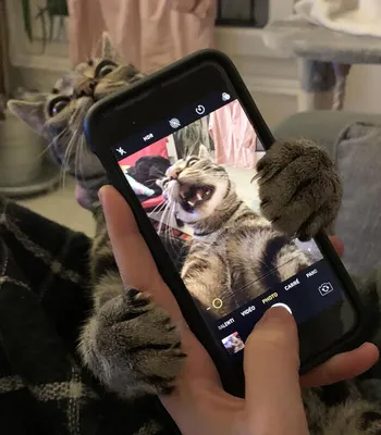 Смешные обои на телефон с котами (множество фото) - deviceart.ru