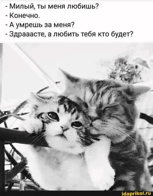 Pepino_pet Одежда для собак шапка зимняя