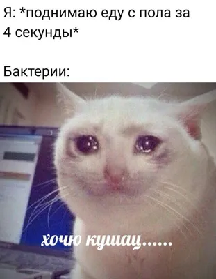 Коты и Интернет — Википедия