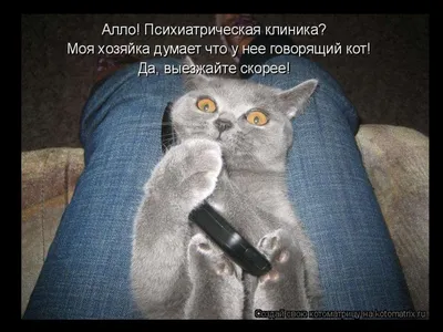 Смешные коты / картинки котов | ВКонтакте