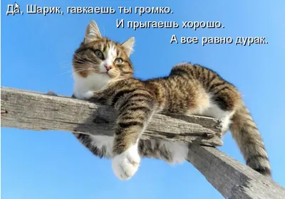 Кота с текстом - картинки и фото koshka.top
