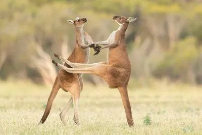 Comedy Wildlife Photography Awards 2021: смешные животные