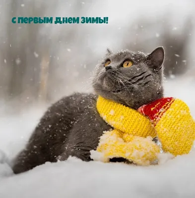 С первым днем зимы в меме (47 фото) » Юмор, позитив и много смешных картинок