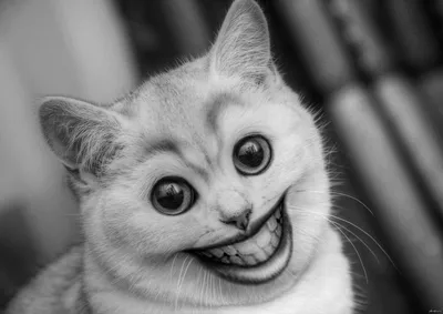 КотоФото - Милашные котики в картинках | Анекдоты , картинки - для поднятия  настроения | Дзен