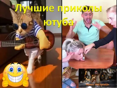 Селфи на природе .Приколы ,смешные животные . | Foto kucing lucu, Humor  kucing, Kucing anjing