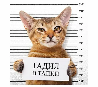 Русские приколы про животных (45 фото) | Кошки и котята, Приколы про  животных, Смешные фото животных