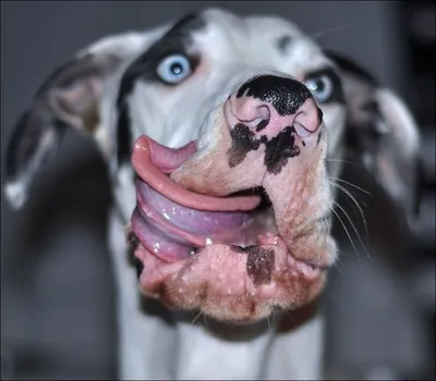 Почему собаки корчат смешные рожицы после еды? | ZOO CHANNEL | Дзен