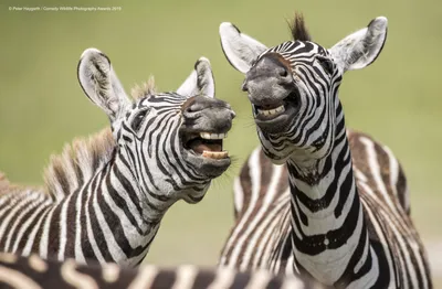 Потрясающие фотографии животных (36 Фото) » Триникси
