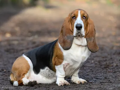 Бассет-хаунд собака: фото, характер, описание породы