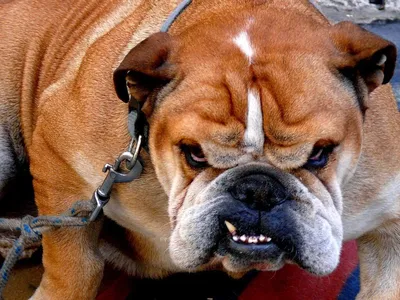 Собака бульдог с коричнивымми …» — создано в Шедевруме