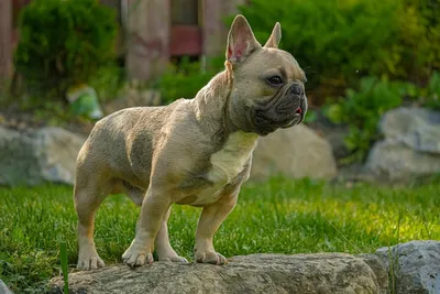 Французский бульдог - идеальный спутник среди пород собак для вашей семьи?