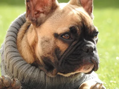 Английский бульдог на лужайке портрет домашние животные породистая собака |  Премиум Фото