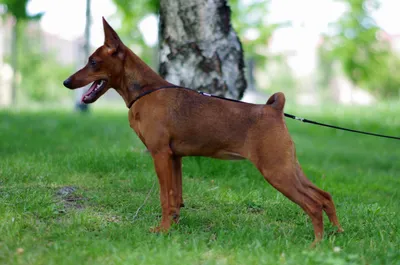 Цвергпинчер (карликовый пинчер) собака: фото, характер, описание породы