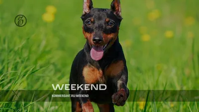 Немецкий пинчер собака реальная фотография hd фото | Премиум Фото
