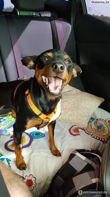 Черно-оранжевая собака пинчер в …» — создано в Шедевруме