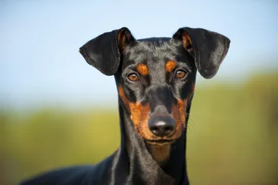 возбужденная доберман пинчер кроссбрид собака подъемная лапка Стоковое Фото  - изображение насчитывающей съемка, собака: 221522032