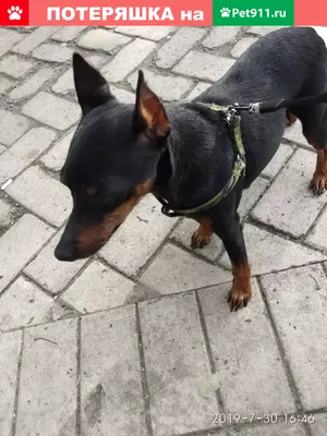 Немецкий пинчер, 2 года. портрет собаки изолированный | Премиум Фото