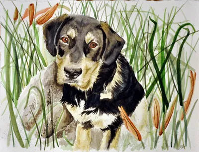 Картинки собака животное Рисованные