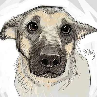 Нарисованные картинки собак. Более 100 рисунков собак. | Собаки, Белые  собаки, Серый котенок