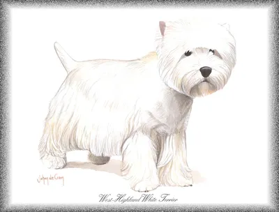 Нарисованные рукой установленные породы собаки Смешная иллюстрация вектора  Иллюстрация вектора - иллюстрации насчитывающей ветерки, собрание: 100753617