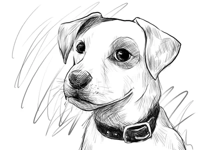 Комплект иллюстрации стороны собаки собаки нарисованные рукой различные  милые Иллюстрация вектора - иллюстрации насчитывающей отверстие, чертеж:  106363623