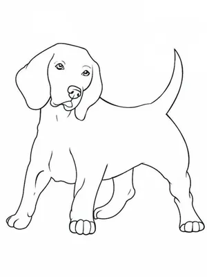 Иллюстрация собаки Собака-поводырь, собака-инвалид Портрет собаки -  нарисованная вручную иллюстрация домашних животных Хорошо Иллюстрация штока  - иллюстрации насчитывающей способ, мило: 162248610