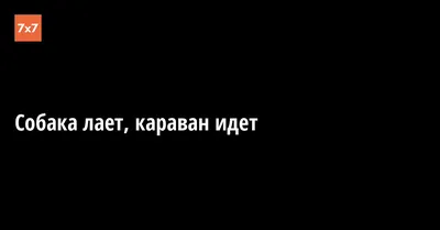 Собаки лают, караван идёт» — создано в Шедевруме