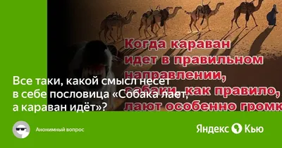 Собаки лают, караван идет: как блогеры, размещая «рекламу за бесплатно»,  зарабатывают до 1 миллиона рублей в месяц — Маркетинг на vc.ru