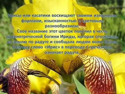 Купить оптом Солнечного настроения 8 Марта с доставкой в Россию Беларусь |  Стильная открытка