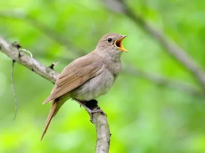 Птица Соловей: описание, содержание, питание, голос, виды, фото.