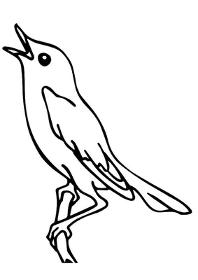 Пел соловей: в Волго-Ахтубинской пойме идет подсчет певчих птиц