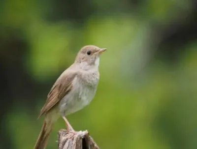 Птица соловей, фото: описание и виды, как выглядит гнездо и птенец