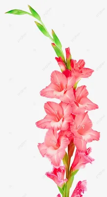 Гладиолус цветок цветы PNG , лето, растение, Гладиолус PNG рисунок для  бесплатной загрузки