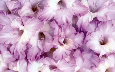 Красивый Фиолетовый Цветок Гладиолусов Бланк Поздравительной Открытки —  стоковые фотографии и другие картинки Без людей - iStock