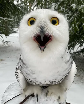 Снежная сова зимой на снегу Стоковое Фото - изображение насчитывающей  снежок, природа: 268913502
