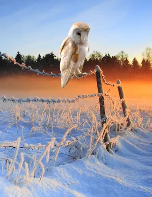 Полярная сова зимой сидит на ветке дерева | Премиум Фото