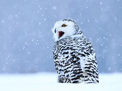 Фото сова, зима, owl, mountains, snow, winter, 5k, Фото #16876
