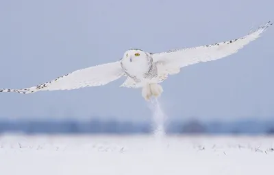 Снежная сова летит вниз, чтобы поймать мышь в снегу зимой, генеративный  помощник Иллюстрация штока - иллюстрации насчитывающей задвижки,  интенсивно: 271732507
