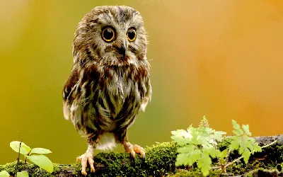 Owl. Совушка. PNG. | Картинки с совой, Рисунки совы, Раскраски с животными