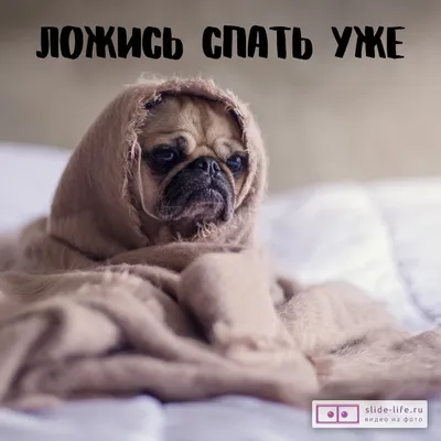 Открытка спокойной ночи с юмором — Slide-Life.ru