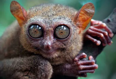 10 самых странных животных на Земле. Таких вы точно не видели | РБК Life