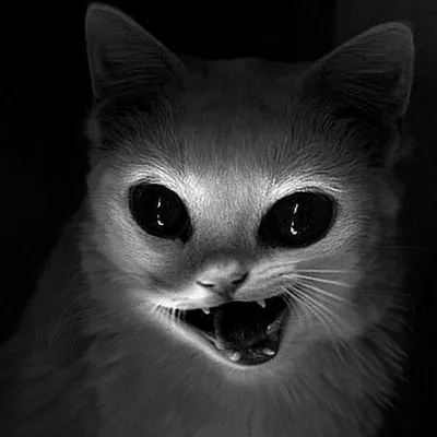 Страшный котенок - 68 фото