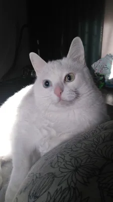 Знакомьтесь, это Генрих, кот моей маман. / злой кот :: коты реактора ::  портрет :: Генрих :: балинез :: домашние животные :: котэ (прикольные  картинки с кошками) / смешные картинки и другие