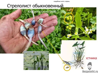 стрелолист | Растения, Съедобные растения, Лекарственные растения