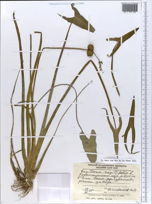MW0559648, Sagittaria sagittifolia (Стрелолист обыкновенный), specimen